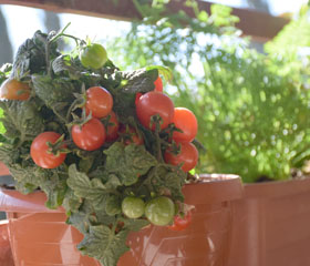 Huerto en una maceta con tomates